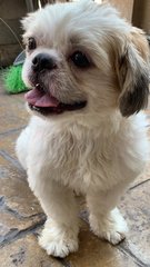 Not Sure - Shih Tzu Dog