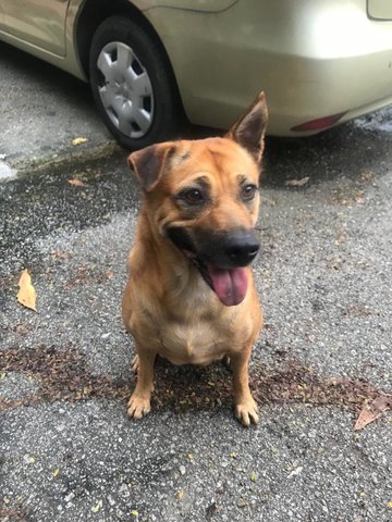 Dao Dao - Mixed Breed Dog