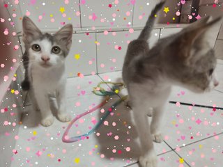 Kittens - Domestic Short Hair + Domestic Medium Hair Cat