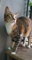 Amber Lee - Student &amp; Xpat Foster Scheme - Domestic Short Hair + Calico Cat