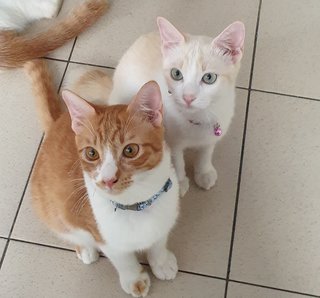 Phoebe &amp; Charlie - Domestic Short Hair + American Shorthair Cat