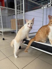 Phoebe &amp; Charlie - Domestic Short Hair + American Shorthair Cat