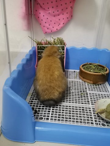 Brownie - Holland Lop Rabbit