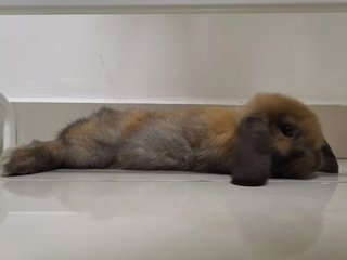 Brownie - Holland Lop Rabbit