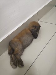 Brownie - Holland Lop Rabbit