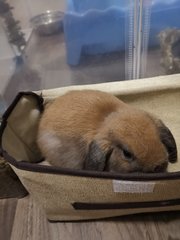 Brownie - Holland Lop Rabbit