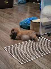 Brownie - Holland Lop Rabbit