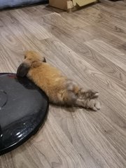 Brownie - Holland Lop Rabbit