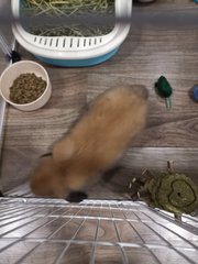 Brownie - Holland Lop Rabbit