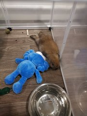 Brownie - Holland Lop Rabbit