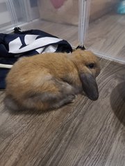 Brownie - Holland Lop Rabbit