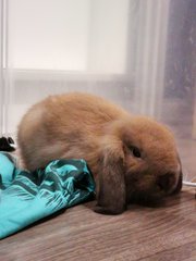 Brownie - Holland Lop Rabbit