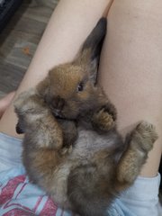 Brownie - Holland Lop Rabbit