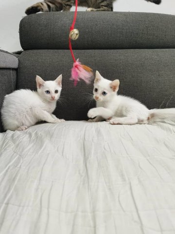 Milky And Yogurt - Domestic Short Hair Cat