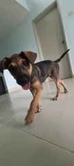 Millie (K) - Mixed Breed Dog