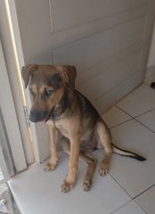 Millie (K) - Mixed Breed Dog