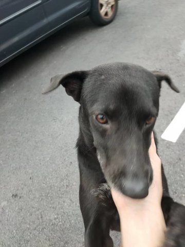 Blacky - Mixed Breed Dog