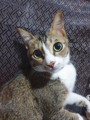 Xiao  Mai - Domestic Short Hair Cat