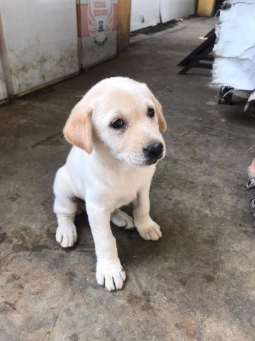 Marshmello - Labrador Retriever Mix Dog