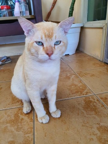 Long Tail - Domestic Short Hair Cat