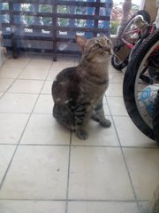  &quot; Hui-hui ( Male Tabby Cat) &quot; - Domestic Short Hair + Tabby Cat