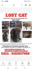  &quot; Hui-hui ( Male Tabby Cat) &quot; - Domestic Short Hair + Tabby Cat