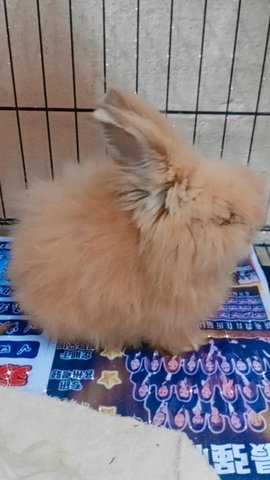 Whose Rabbit Is Missing  - Holland Lop + Lionhead Rabbit