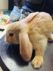 Pumpkin - Holland Lop + New Zealand Rabbit