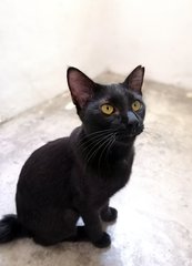 Hamzah  - Domestic Short Hair + Bobtail Cat