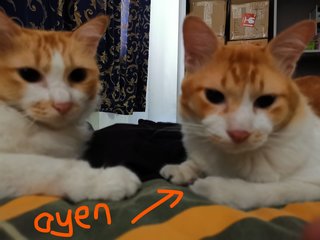 Oyen - Domestic Short Hair Cat