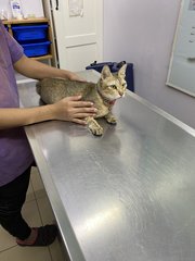 Cindy at vet for body checkup