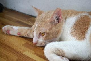 Dodi - Domestic Short Hair Cat