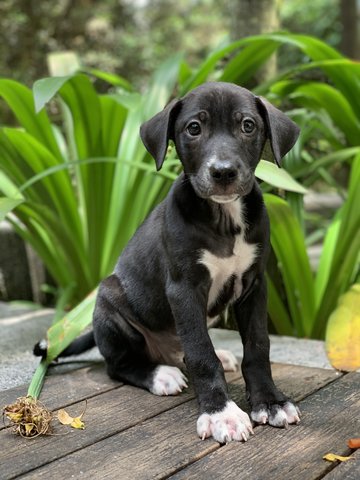 Larry, Curly &amp; Moe - Mixed Breed Dog