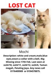 Mochi - Domestic Long Hair Cat