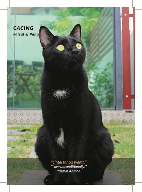 Catinspirationbook - Domestic Short Hair Cat