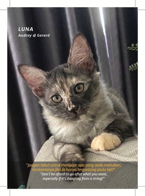Catinspirationbook - Domestic Short Hair Cat