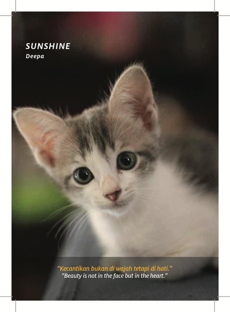 Catinspirationbook - Domestic Short Hair Cat