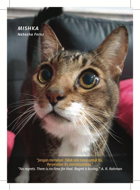 Catinspirationbook - Domestic Short Hair Cat