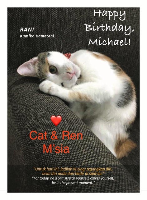 Catinspirationbook - Domestic Short Hair Cat