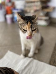 Marmalade  - Domestic Short Hair Cat