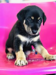 Kelpie 5 - Australian Kelpie Dog