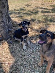 Rocky Wolf Eyes  - Mixed Breed Dog