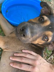 Rocky Wolf Eyes  - Mixed Breed Dog