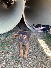 Rocky Wolf Eyes  - Mixed Breed Dog