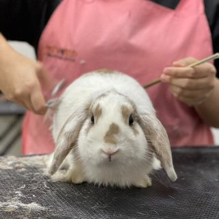 Molly And Frosty - Dwarf + Holland Lop Rabbit