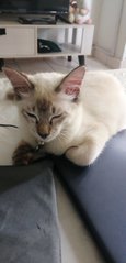Borobok - Domestic Short Hair Cat