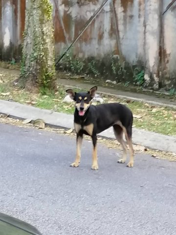 Minny - Mixed Breed Dog