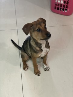 Rainee - Mixed Breed Dog