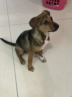 Rainee - Mixed Breed Dog