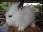 Lion Angora - Lionhead + Angora Rabbit Rabbit